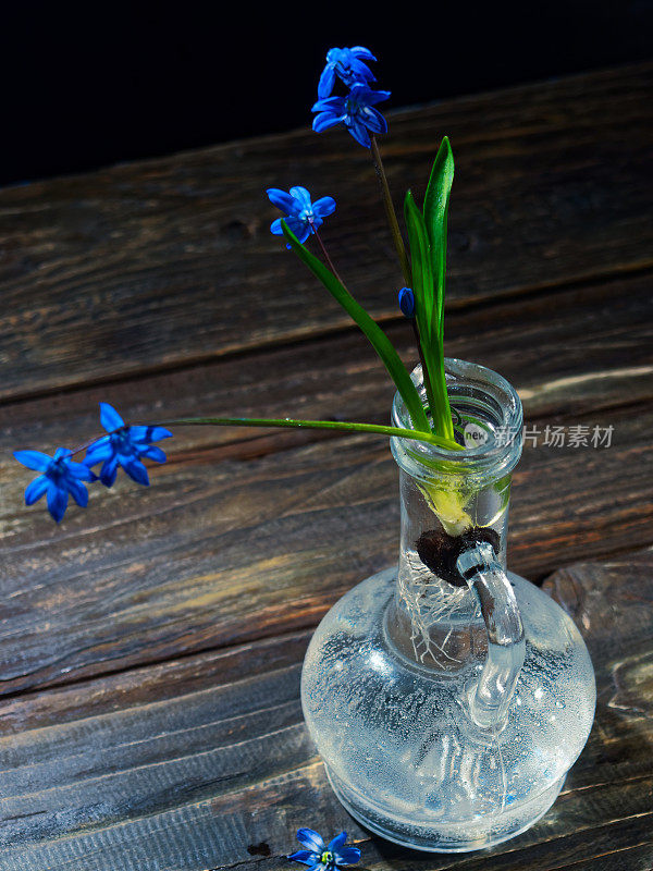 黑色的仍然有蓝色的花(scilla siberica)